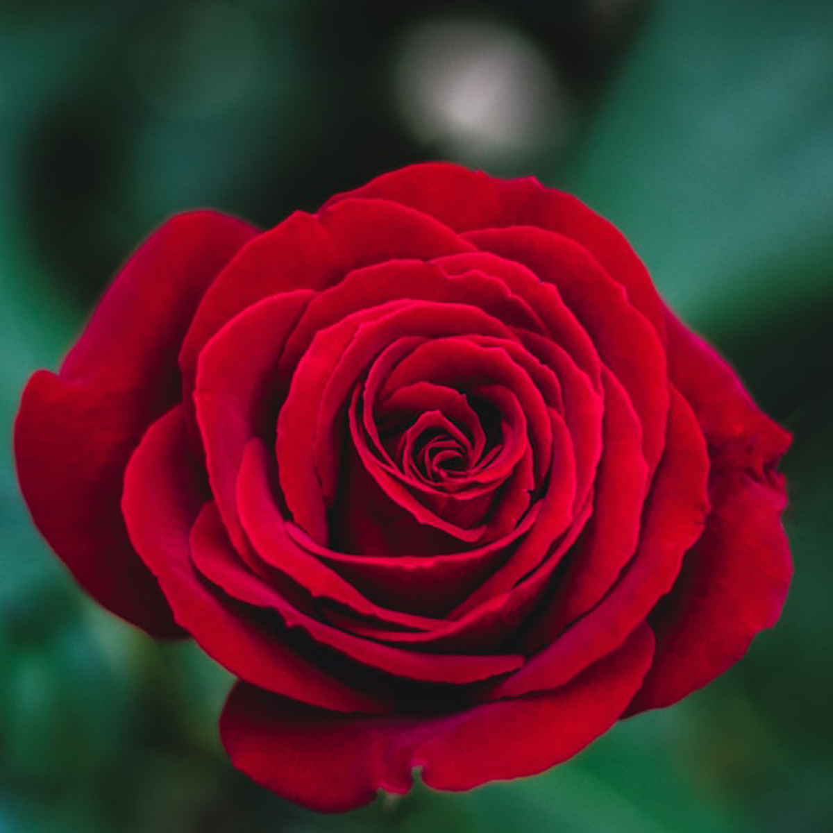 سپیده
